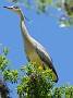 2-Parque el palmar-heron siffleur